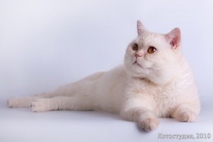 Серебристый завуалированный камео окрас британских кошек. Завуалированные серебристые камео британские кошки, коты, котята: фото. Британцы серебристые завуалированные камео: стандарт окраса 